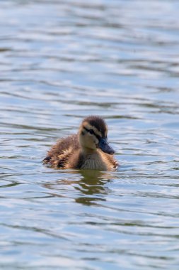 Su yüzeyinde ördek yavrusu, ördek yavrusu yüzüyor.