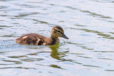 Su yüzeyinde ördek yavrusu, ördek yavrusu yüzüyor.