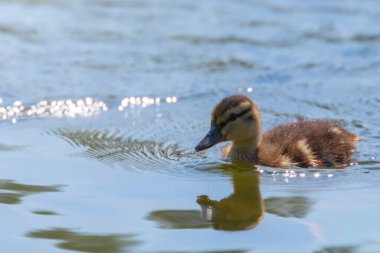 Su yüzeyinde ördek yavrusu, ördek yavrusu yüzüyor.