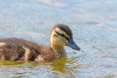 Su yüzeyinde ördek yavrusu, ördek yavrusu yüzüyor.