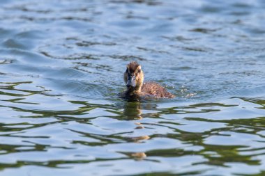 Su yüzeyinde ördek yavrusu, ördek yavrusu yüzüyor.