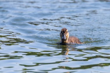 Su yüzeyinde ördek yavrusu, ördek yavrusu yüzüyor.