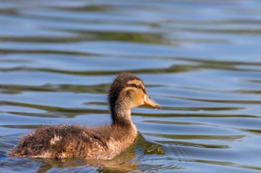 Su yüzeyinde ördek yavrusu, ördek yavrusu yüzüyor.