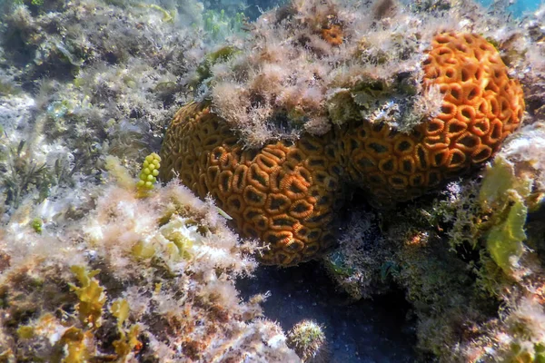 Coral Cerebral Fundo Mar Vida Marinha — Fotografia de Stock