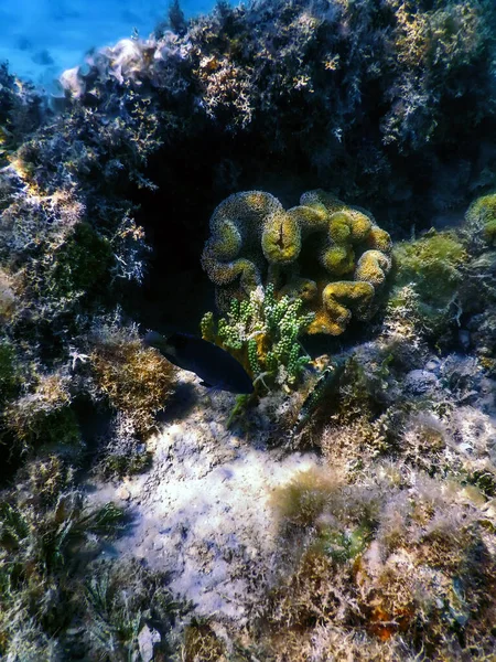 Unterwasserriff Meereslebewesen Meeresgrund Unterwasserhintergrund — Stockfoto