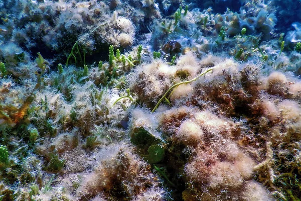 Unterwasser Landschafts Riff Mit Algen Blauer Unterwasserhintergrund — Stockfoto