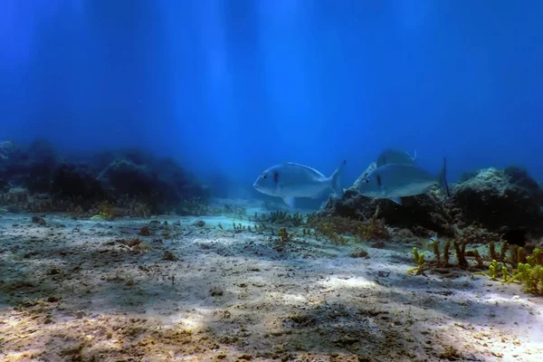 Gilthead Seabream Underwater Sparus Aurata Orata Dorada Marine Life — стокове фото