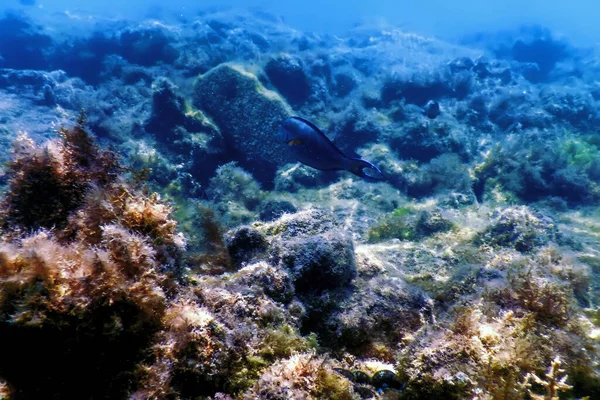 Arrecife Paisaje Submarino Con Algas Fondo Submarino Azul — Foto de Stock