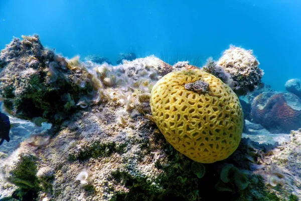Coral Cerebral Fondo Del Mar Vida Marina — Foto de Stock