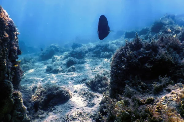 Desjardini Sailfin Tang Zebrasoma Desjardinii Pod Wodą Życie Morskie — Zdjęcie stockowe