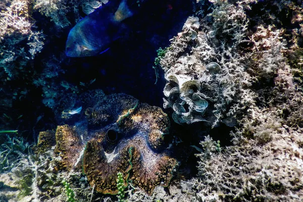 Maksymalne Małże Tridacna Maxima Podwodne Życie Morskie — Zdjęcie stockowe