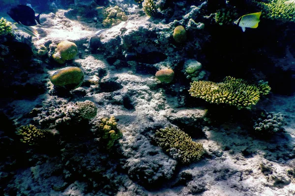 Mercan resifinin sualtı manzarası, tropikal sular, deniz yaşamı.