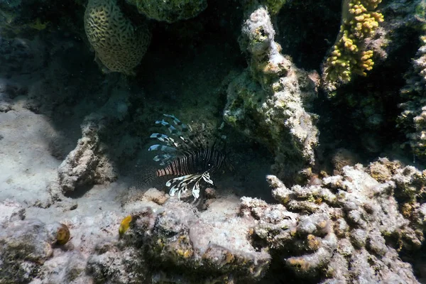 ライオン魚毒サンゴ礁魚 外来種 ペトロ火山 熱帯水 海洋生物 — ストック写真