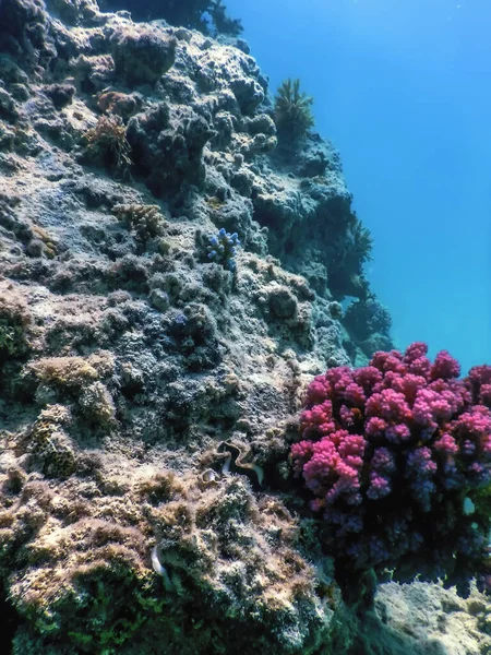 Коралловые Цветки Кружевные Кораллы Posillopora Damicornis Подводные Морская Жизнь — стоковое фото