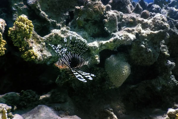 Lvice Jedovaté Korálové Útesy Ryby Invazivní Druhy Pterois Volitans Tropické — Stock fotografie