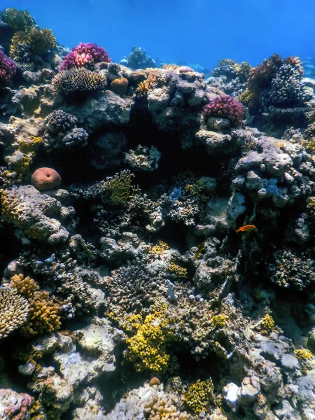 Mercan resifinin sualtı manzarası, tropikal sular, deniz yaşamı.