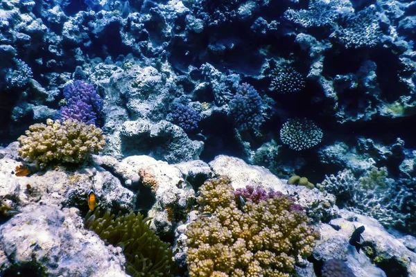 Undervattensutsikt Över Korallrevet Tropiska Vatten Marint Liv — Stockfoto
