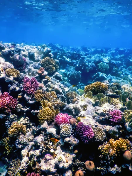 Vista Subacquea Della Barriera Corallina Acque Tropicali Vita Marina — Foto Stock