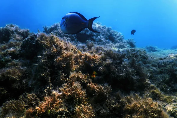 Sohal Surgeonfish Sohal Tang Acanthurus Sohal Życie Morskie — Zdjęcie stockowe