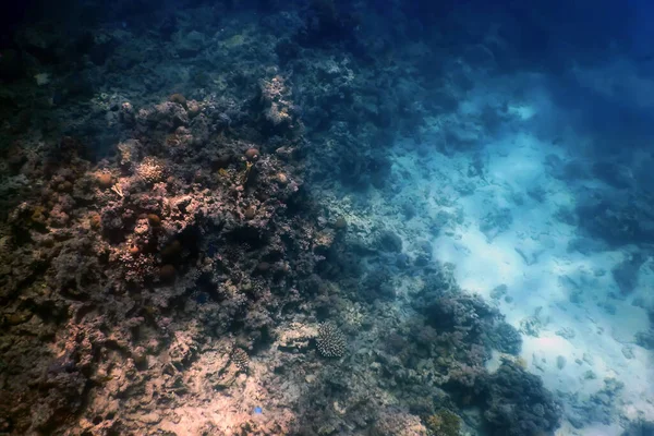 Mercan beyazlaması, ölü mercan resifi küresel ısınma ve iklim değişikliği yüzünden öldü.