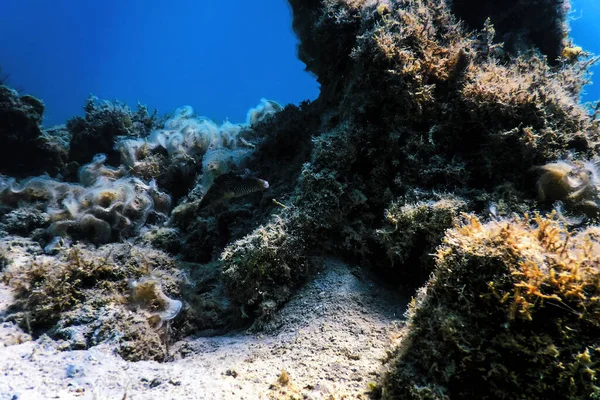 Su altı resifleri, deniz yosunları, mavi sualtı arka planı.