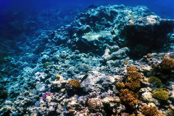 Mercan resifinin sualtı manzarası, tropikal sular, deniz yaşamı.