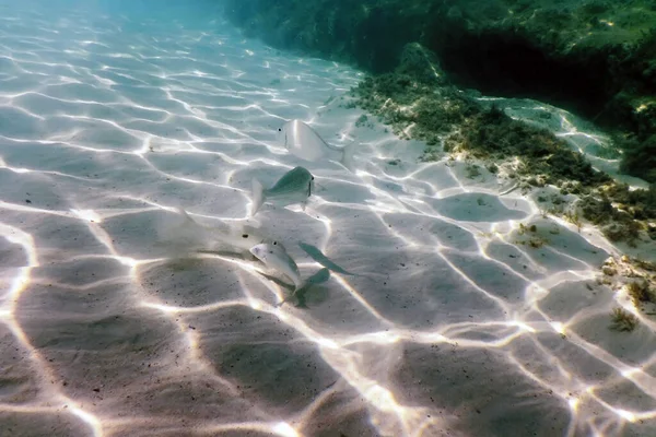 Kumlu deniz dibi deniz yaşamı, sualtı geçmişi.