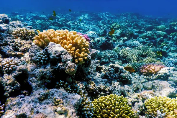 Mercan resifinin sualtı manzarası, tropikal sular, deniz yaşamı.