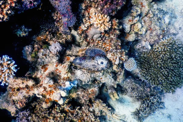 Taşbalığı Synanceia Verrucosa Resif Taşbalığı Tropikal Sular Deniz Yaşamı — Stok fotoğraf