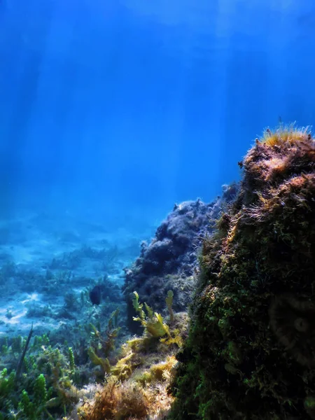 Unterwasser Landschafts Riff Mit Algen Blauer Unterwasserhintergrund — Stockfoto