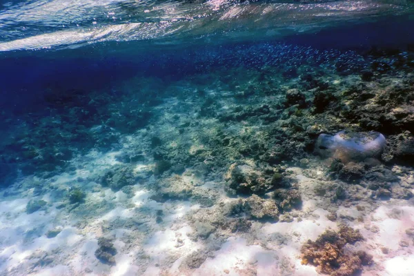 サンゴ礁 熱帯水 海洋生物の水中ビュー — ストック写真