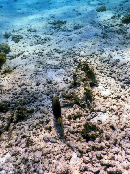 Dusky Gregory Underwater Stegastes Nigricans Marine Life — Stock Photo, Image