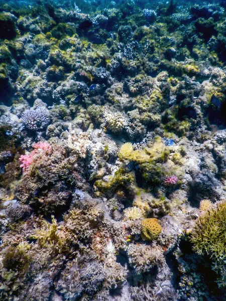 Su altı resifleri, deniz yosunları, mavi sualtı arka planı.