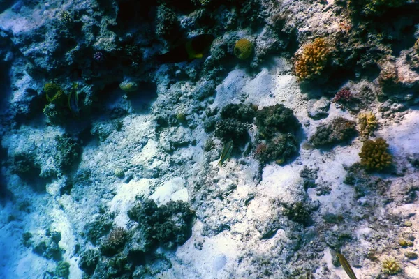 Podvodní Pohled Korálový Útes Tropické Vody Mořský Život — Stock fotografie