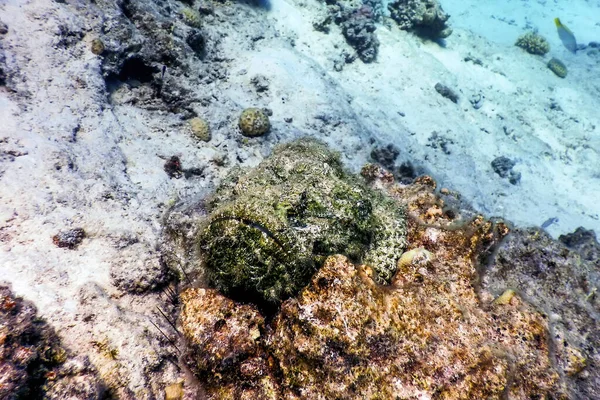 Stenen Vis Synanceia Verrucosa Rundsteen Tropische Wateren Marine Leven — Stockfoto