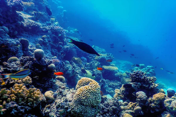 Mercan resifinin sualtı manzarası, tropikal sular, deniz yaşamı.