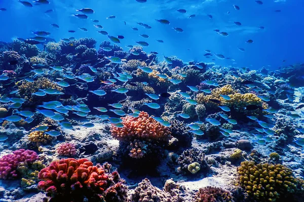 Mercan resifinin sualtı manzarası, tropikal sular, deniz yaşamı.
