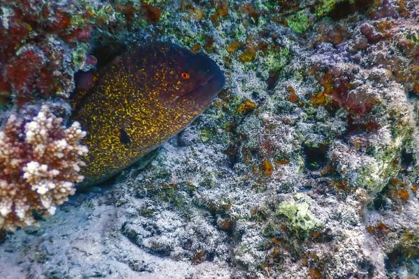 Guldbraxen Moray Väntar Byte Gymnothorax Miliaris Tropiska Vatten Marint Liv — Stockfoto