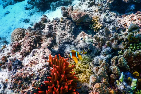 Clownfisk Från Röda Havet Amphiprion Bicinctus Röda Havet Marint Lif — Stockfoto