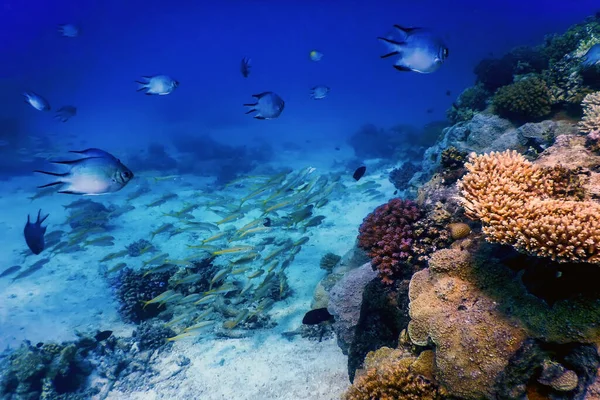 Mercan resifinin sualtı manzarası, tropikal sular, deniz yaşamı.