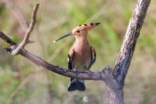 Hoopoe Hoopoe Común Upupa Epops Hoopoe Euroasiático — Foto de Stock