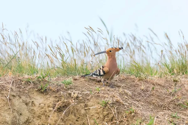 放生会 一般的な放生会 Eurasian Hoopoe — ストック写真