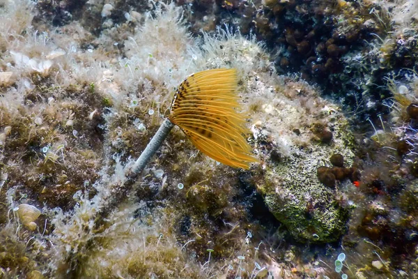 Tubeworm Subaquático Sabella Spallanzanii Subaquático Vida Marinha — Fotografia de Stock