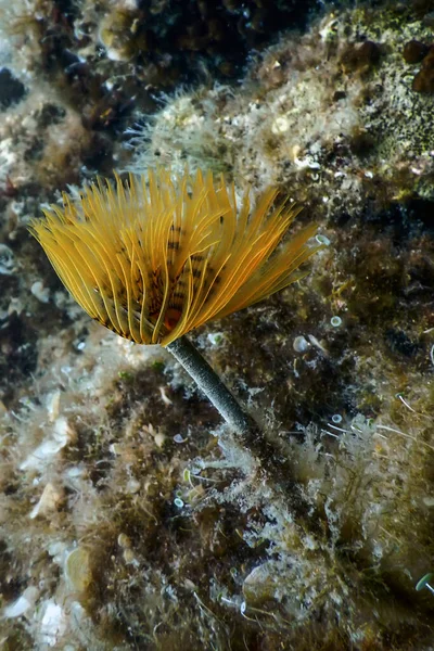 Gusano Bajo Agua Sabella Spallanzanii Vida Marina Submarina — Foto de Stock