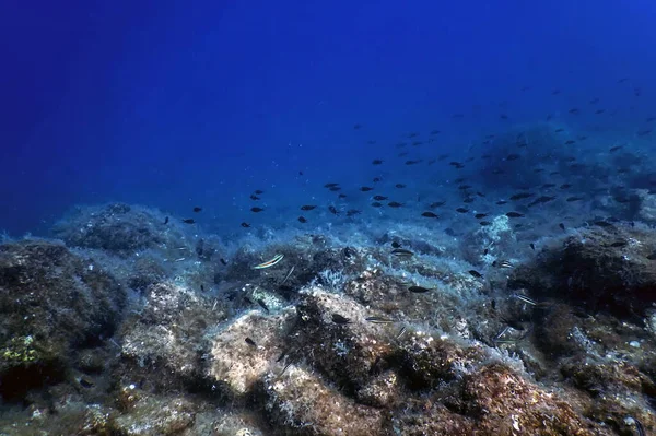 Deniz Yaşamı Su Altında Kayalar Güneş Işığı, Su Altında Yaşam, Vahşi Yaşam