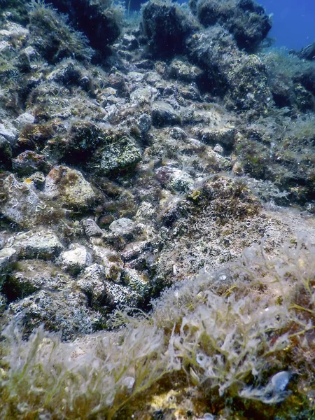 Deniz Yaşamı Su Altında Kayalar Güneş Işığı, Su Altında Yaşam, Vahşi Yaşam