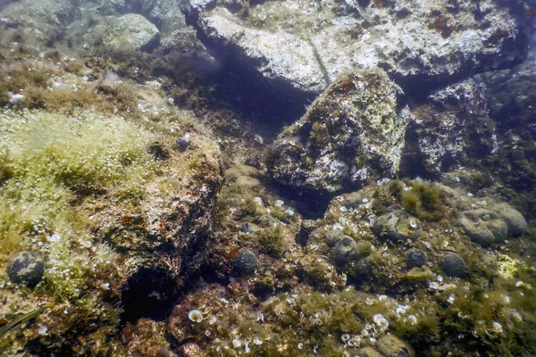 Zeeleven Onderwaterrotsen Zonlicht Onderwater Leven Wilde Dieren — Stockfoto