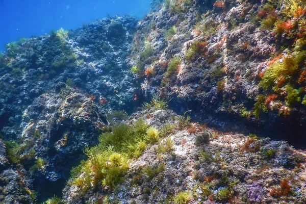 Sea Life Underwater Rocks Sunlight Underwater Life Satwa Liar — Stok Foto