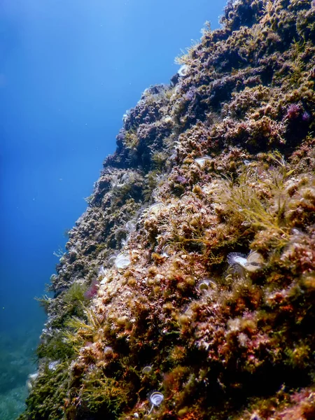 Deniz Yaşamı Altında Kayalar Güneş Işığı Altında Yaşam Vahşi Yaşam — Stok fotoğraf