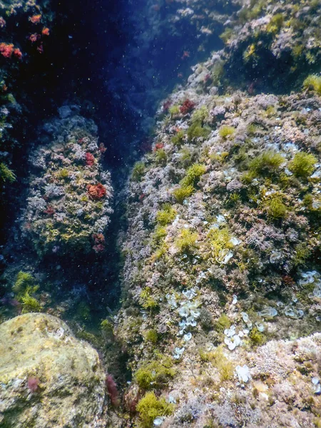 Sea Life Underwater Rocks Sunlight Underwater Life Wildlife — Stock Photo, Image